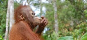 Papua, orangutan