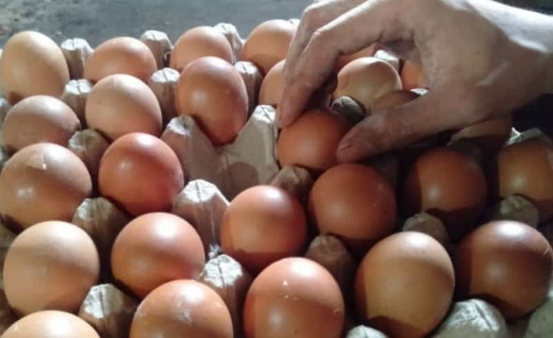 Pasokan telur ayam di Papua