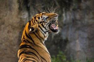 Pekerja hutan tanam industri di Riau tewas diterkam harimau