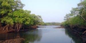mangrove, papua