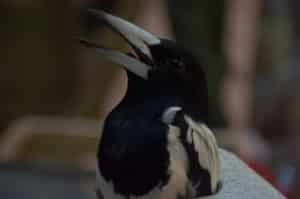 Burung Endemik Papua