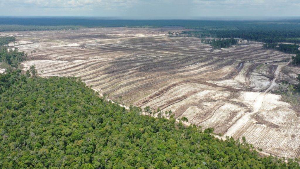 "Kita Bermain Dengan Waktu" Bagian 1 laporan Investigasi Kroni Prabowo kepung Proyek Lumbung Pangan, ancam lingkungan, hutan Papua dan habitat Orangutan 1 i Papua