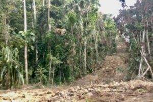 Papua-Ilustrasi kerusakan hutan
